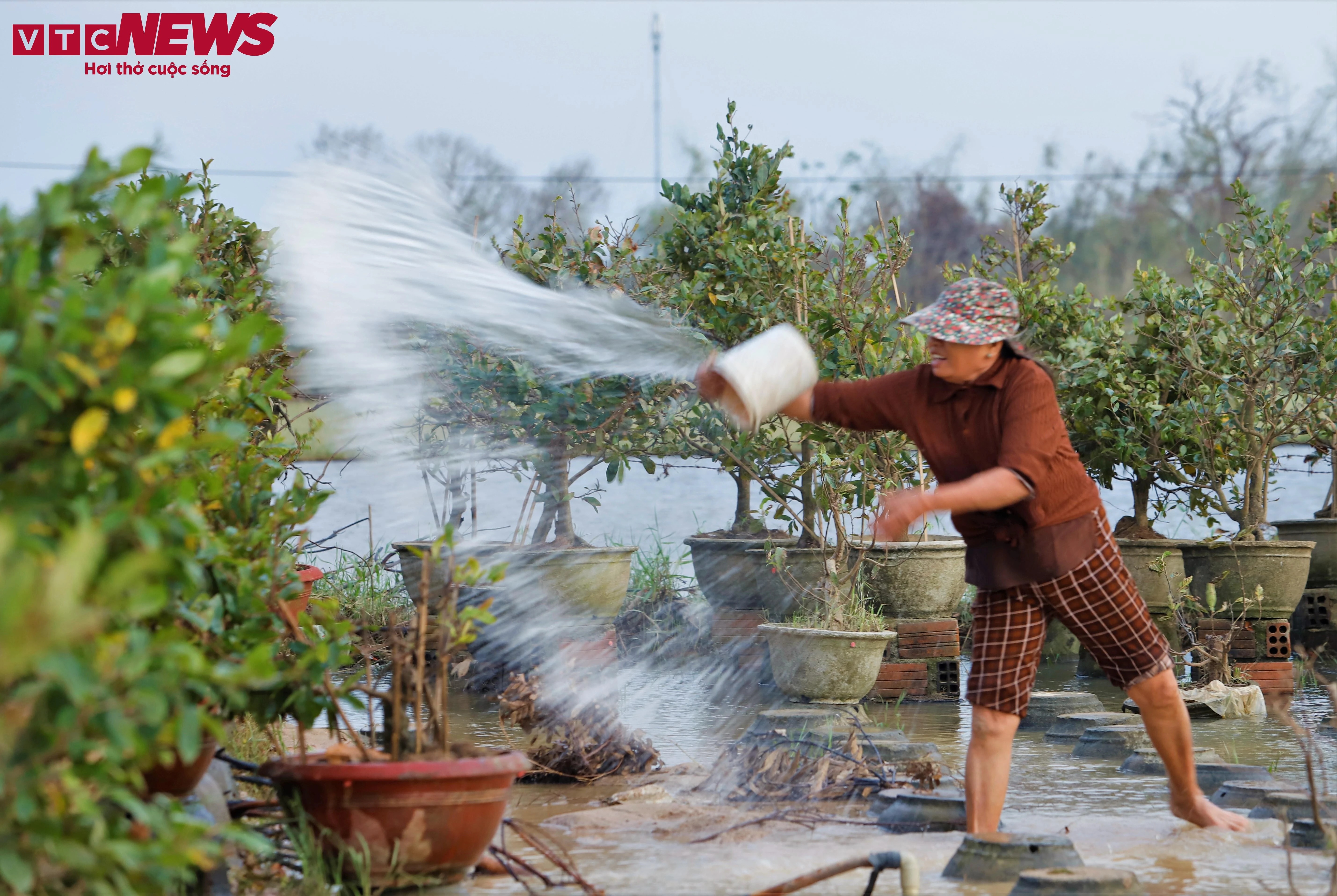 thu phu mai vang anh 12