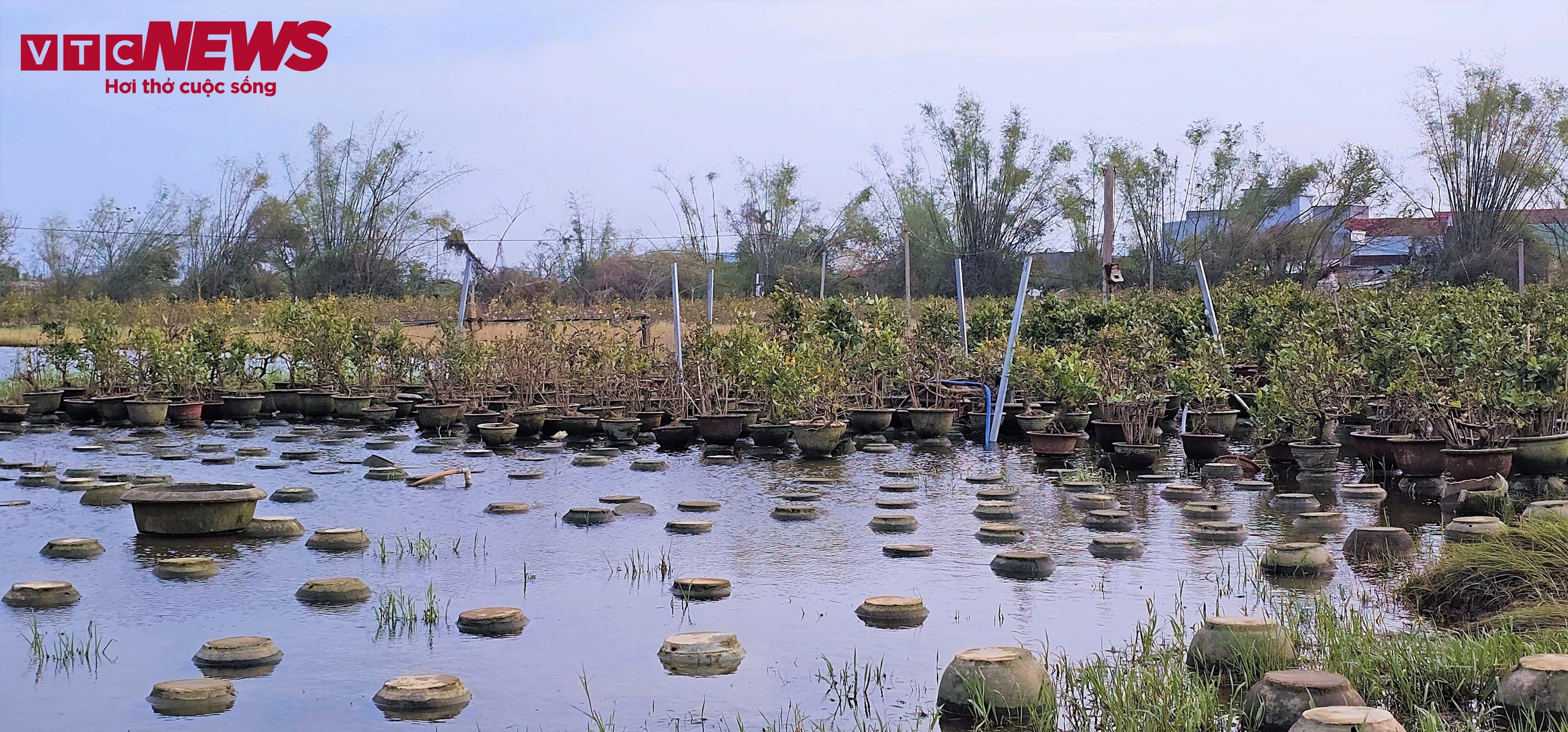 thu phu mai vang anh 2