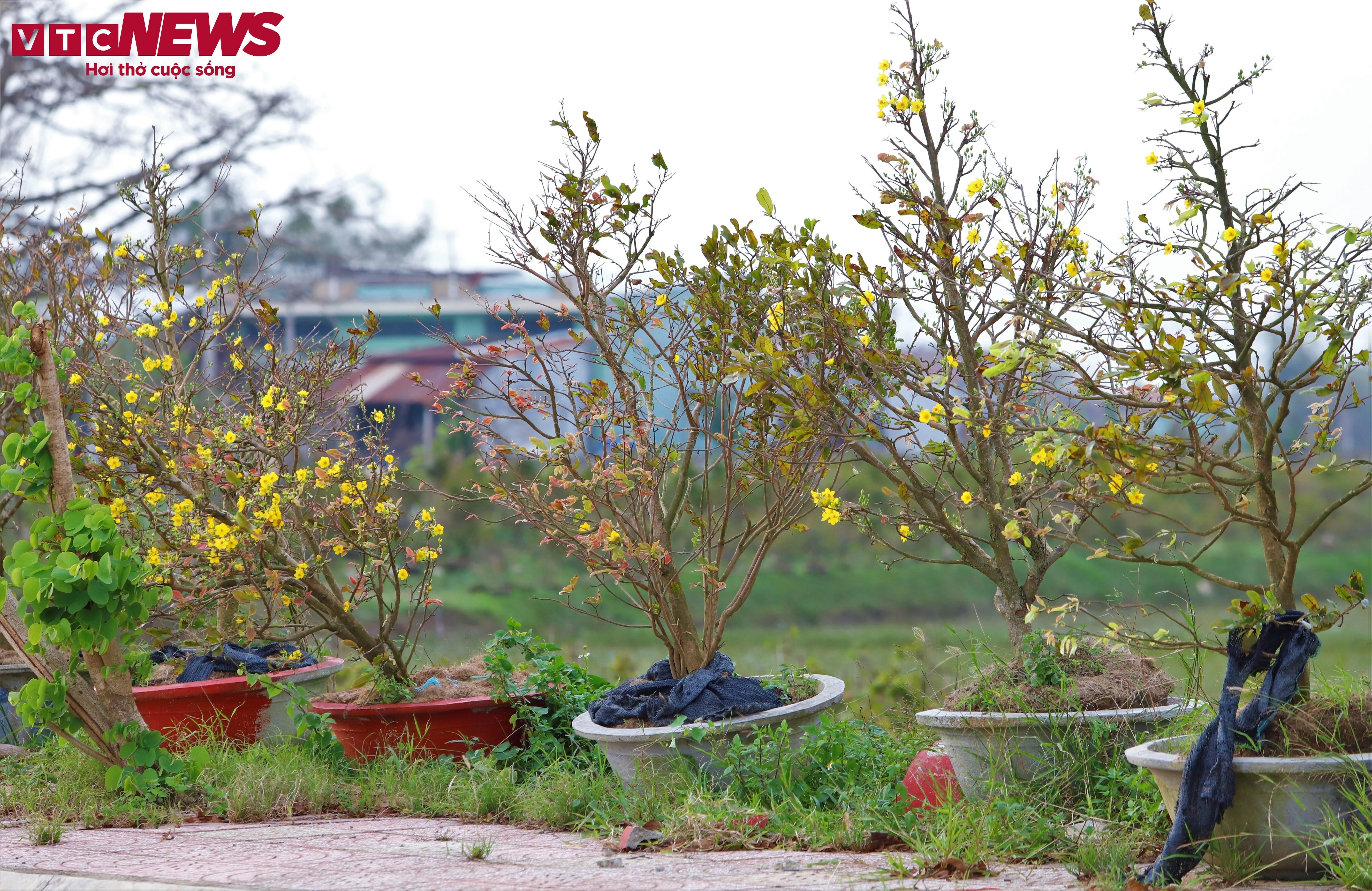 thu phu mai vang anh 4