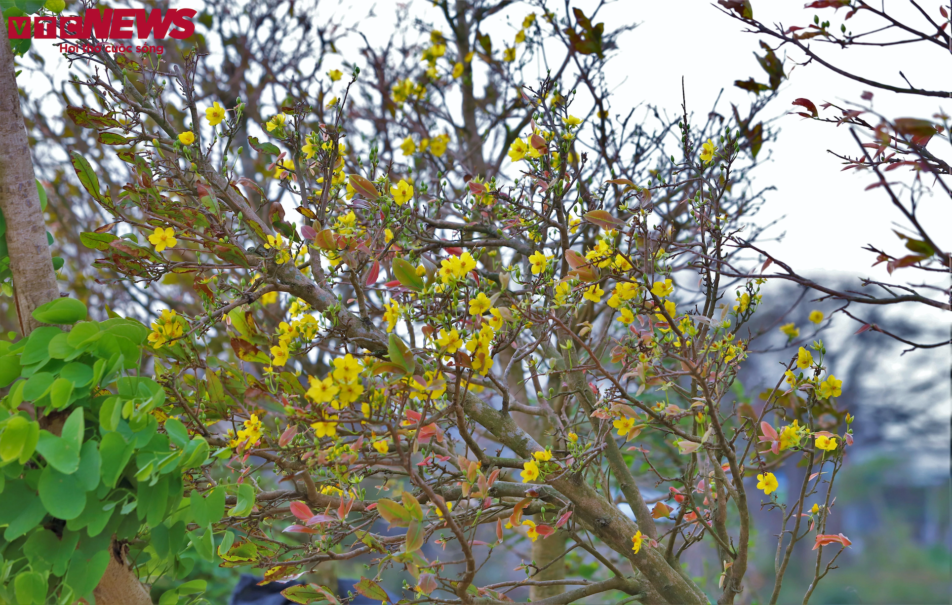 thu phu mai vang anh 5