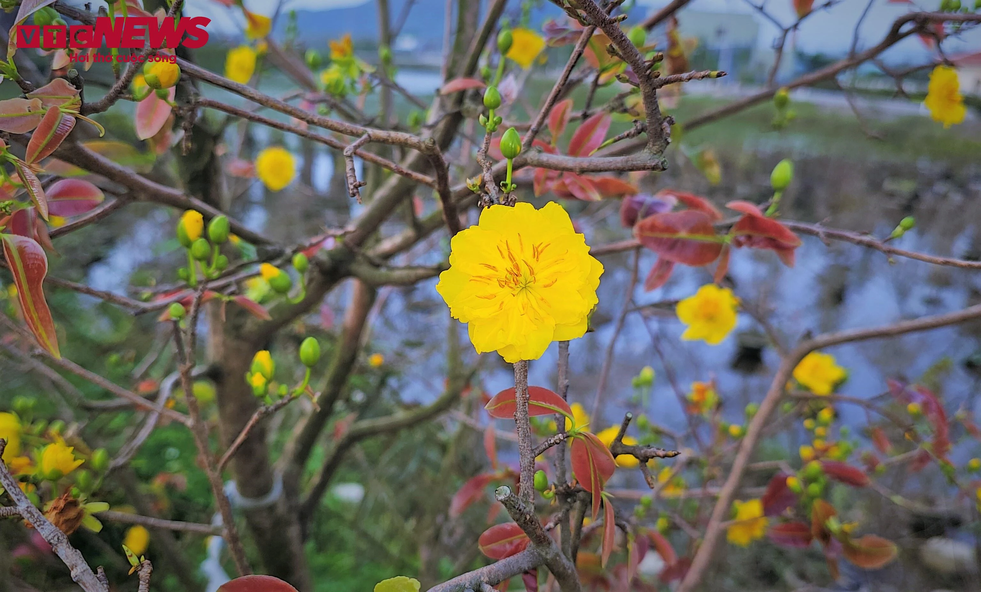 thu phu mai vang anh 7