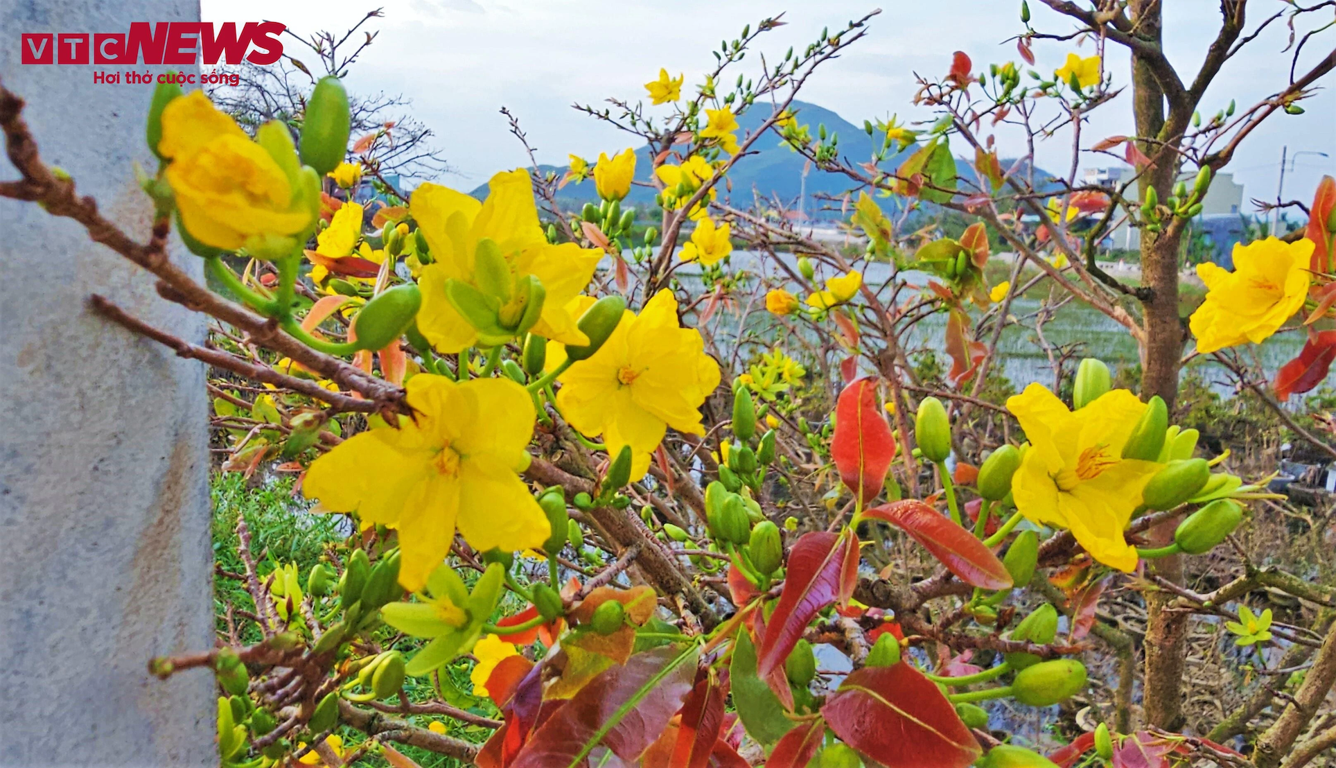 thu phu mai vang anh 6