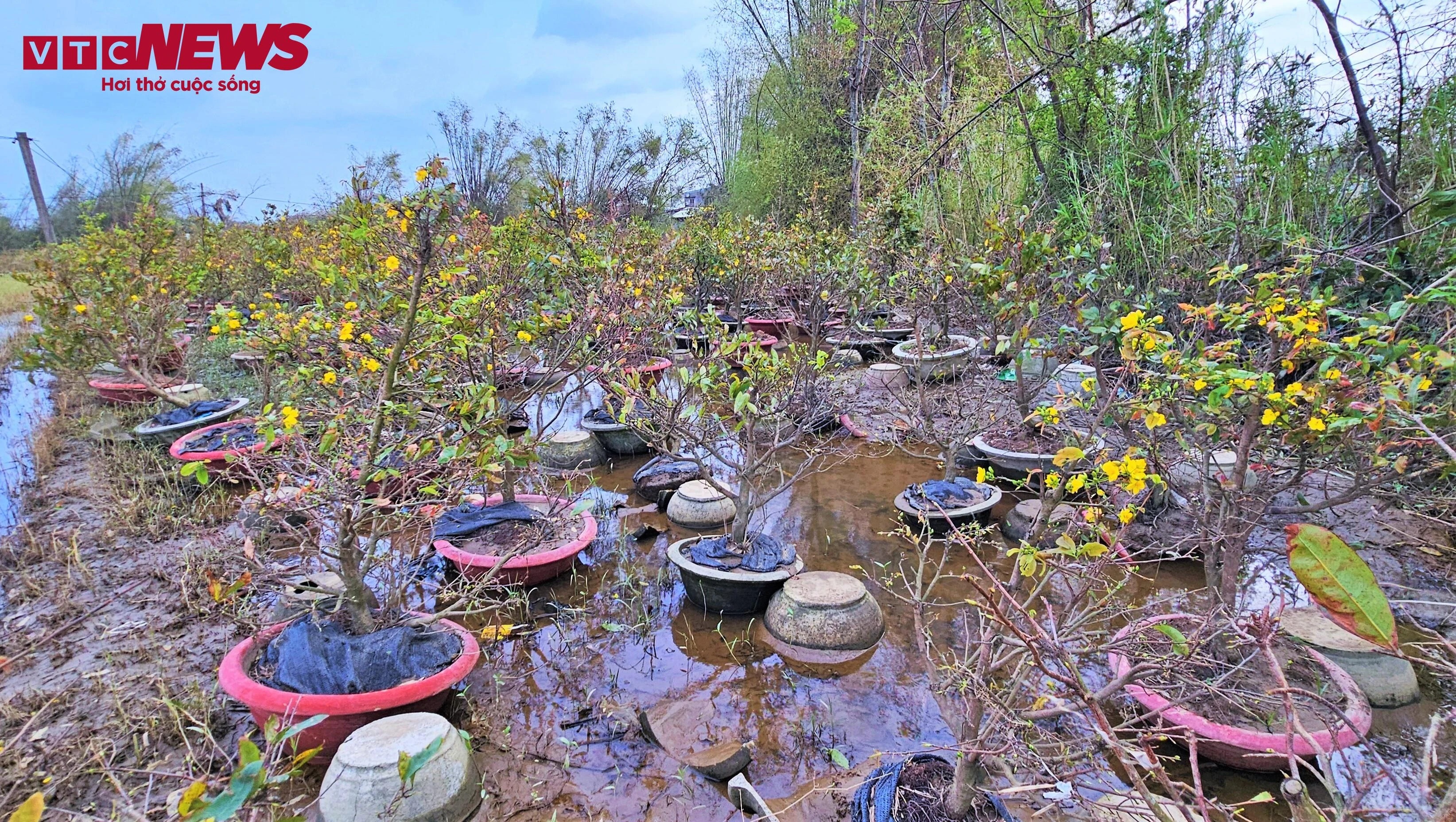 thu phu mai vang anh 3