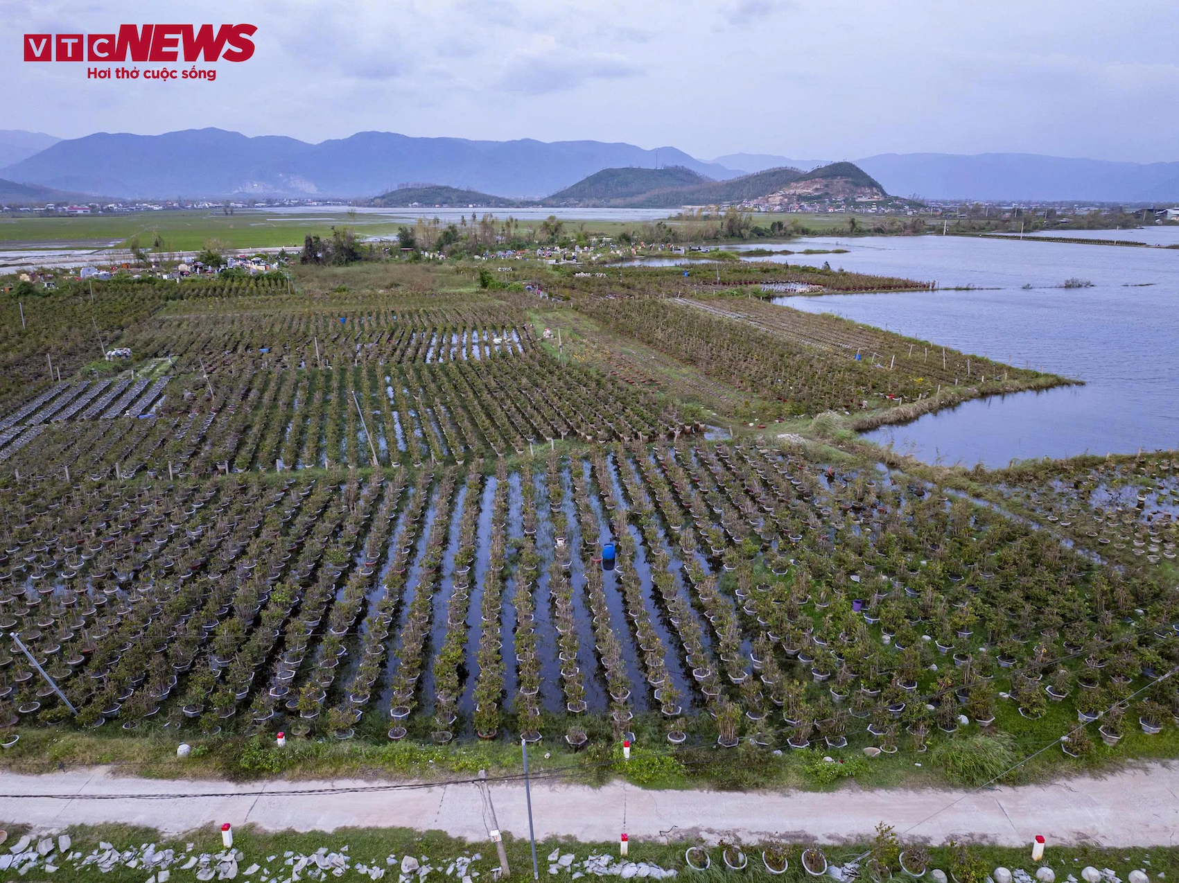 thu phu mai vang anh 1