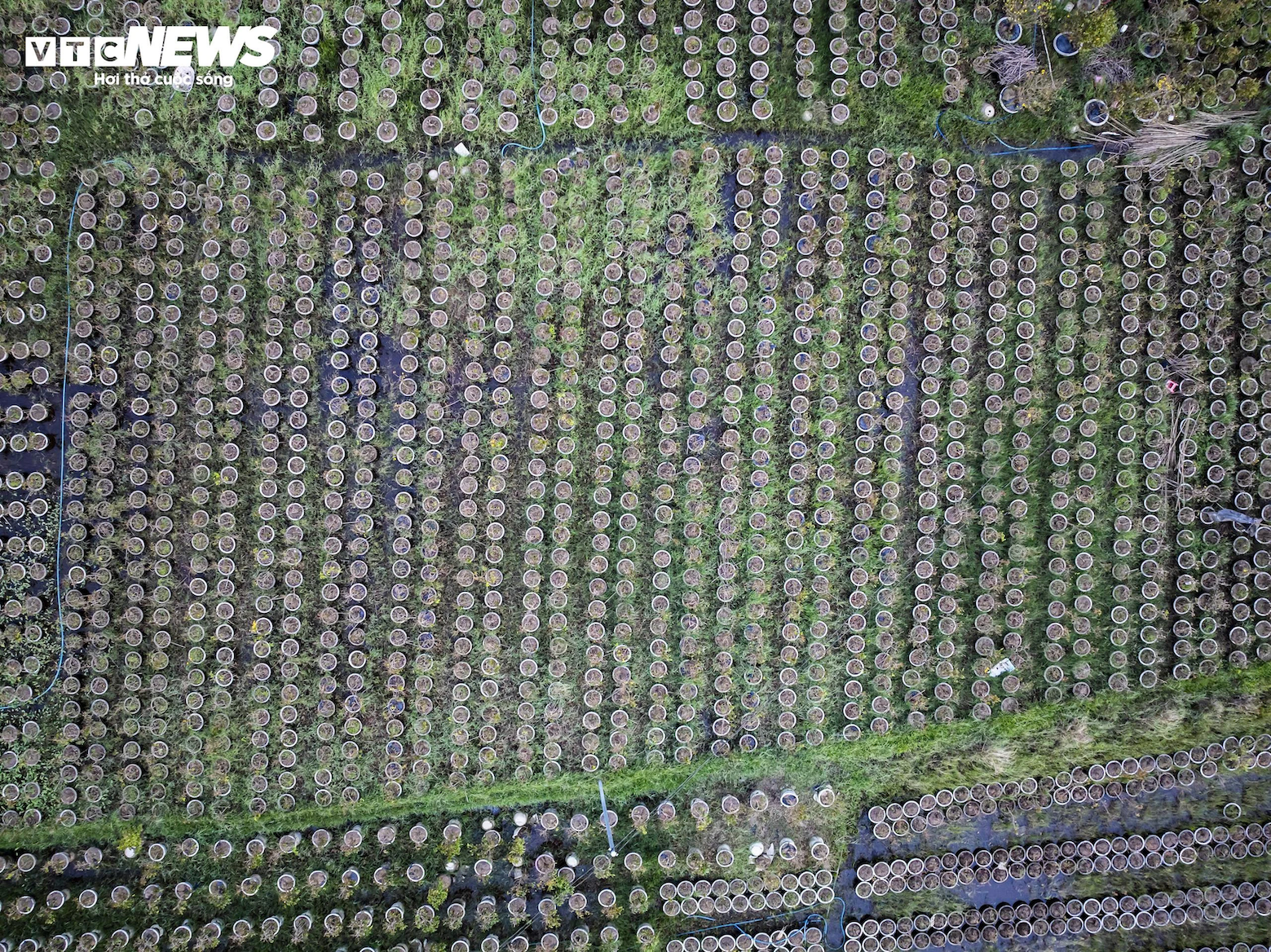 thu phu mai vang anh 13