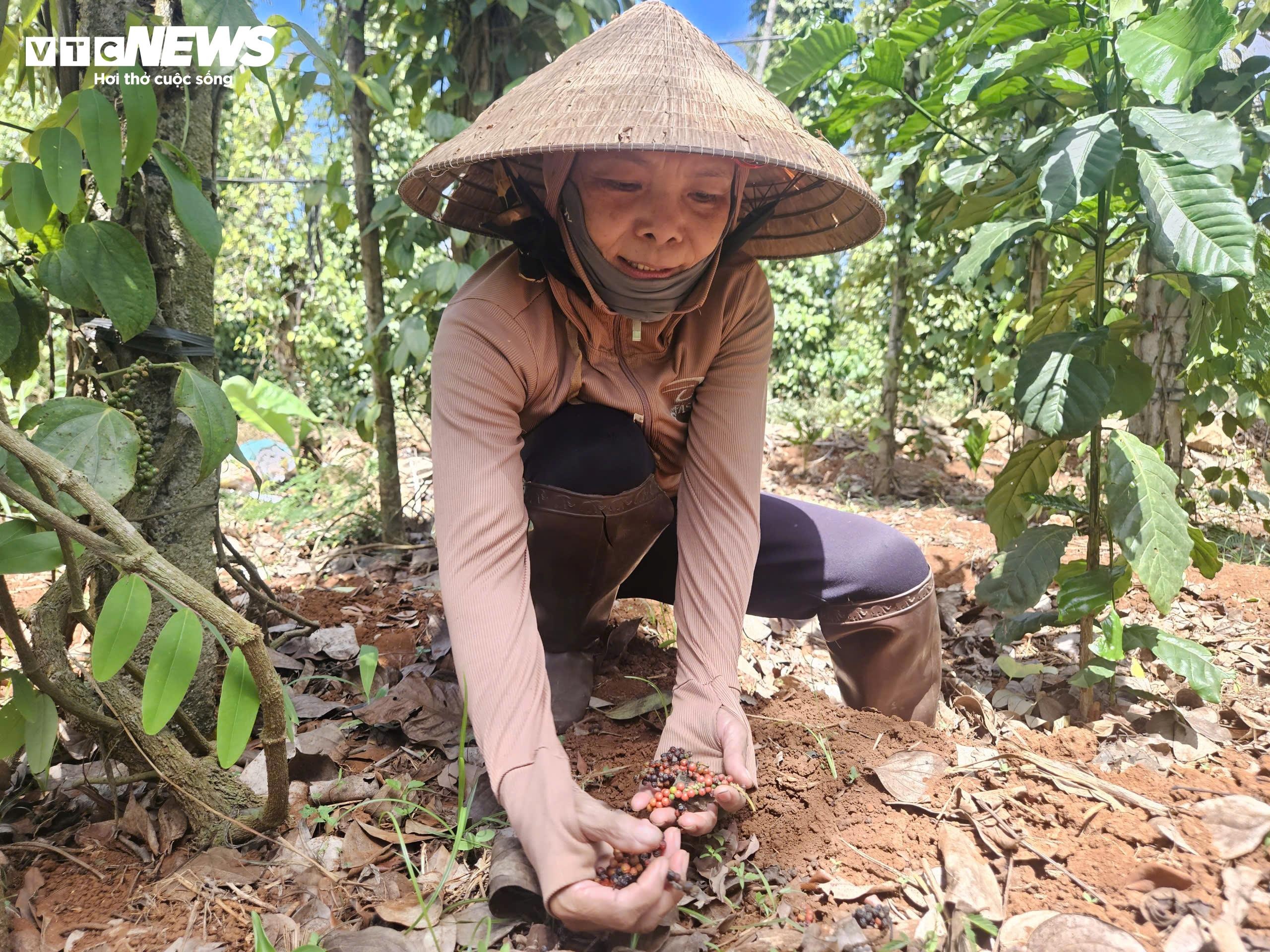 thu hoach ho tieu anh 1