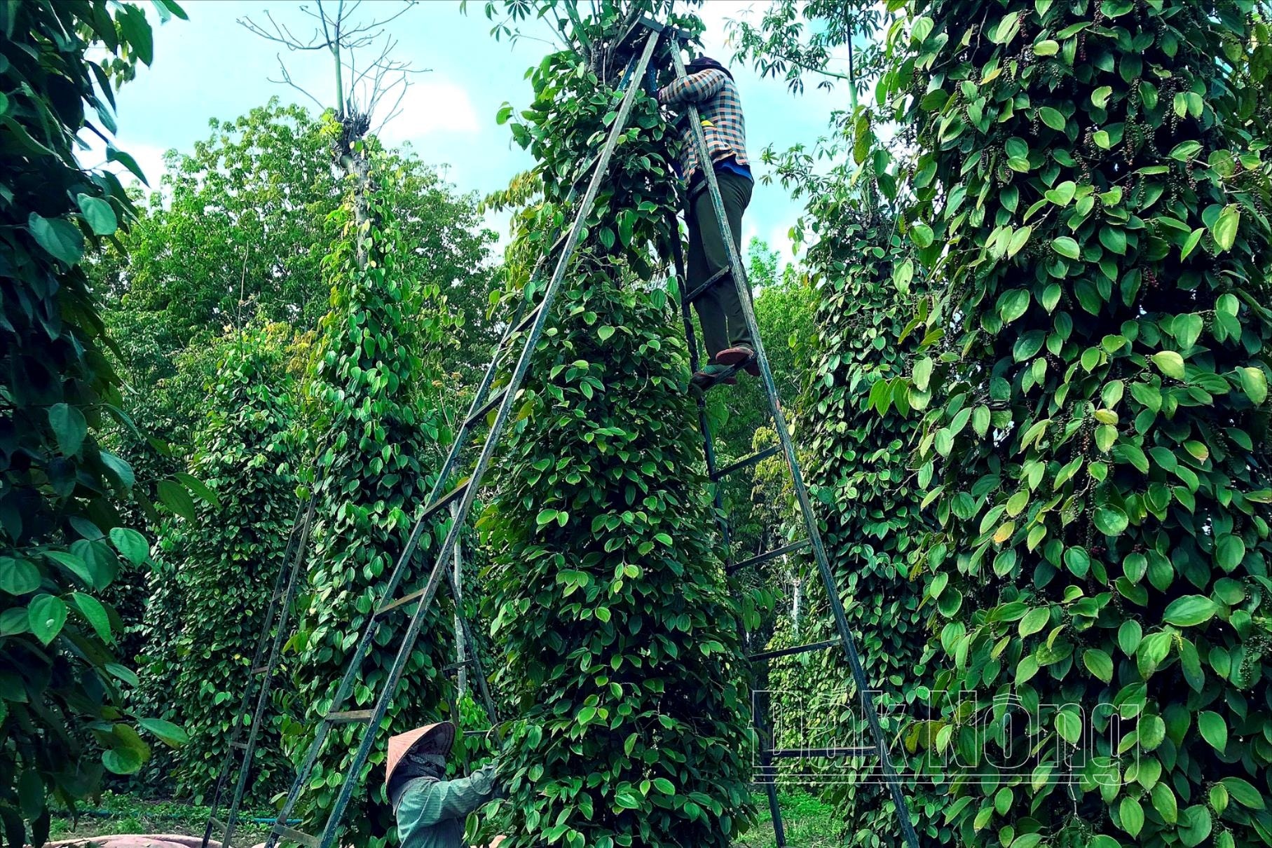 'Do mat' tim nhan cong hai ho tieu o Dak Lak, trai chin rung day vuon hinh anh