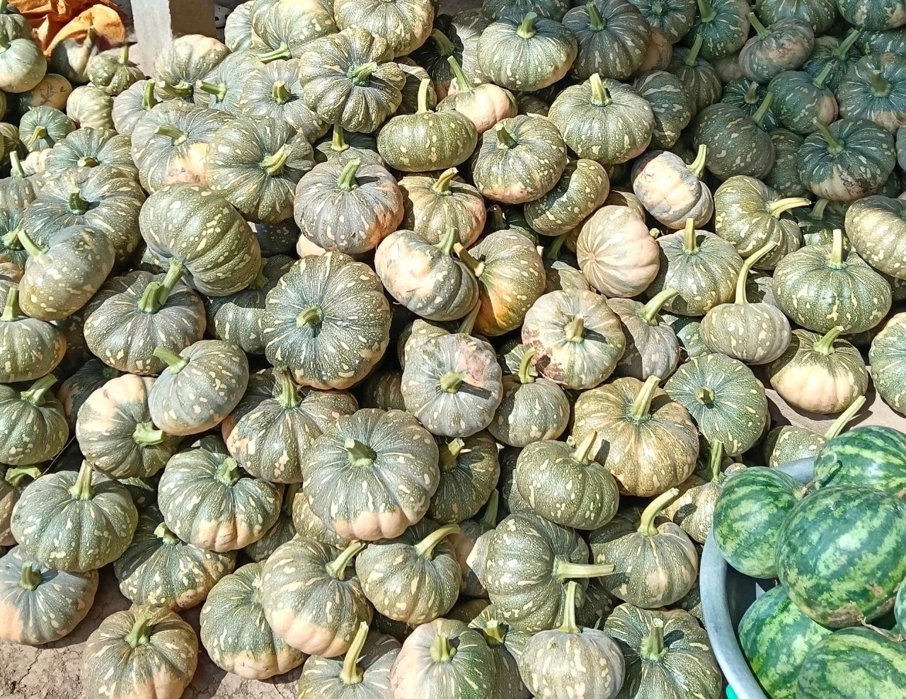 Hang tram tan bi do qua lua, Hoi Nong dan Ca Mau keu goi giai cuu hinh anh