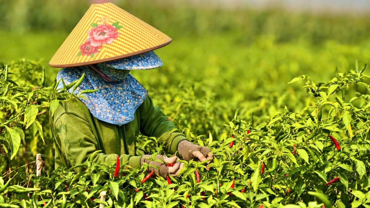 Gia ot rot the tham, nong dan dieu dung hinh anh