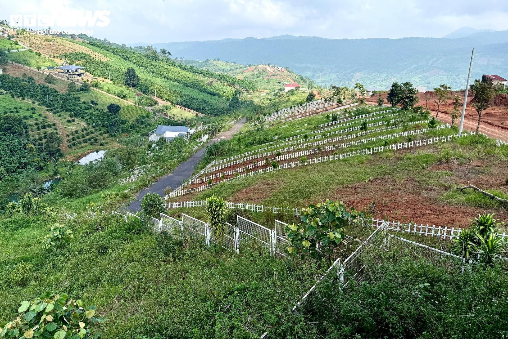 Dat nen phan lo 'chon von' 4 nam, rao ban cat lo khong ai mua hinh anh