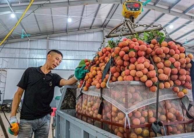 mua vai nam nay anh 1
