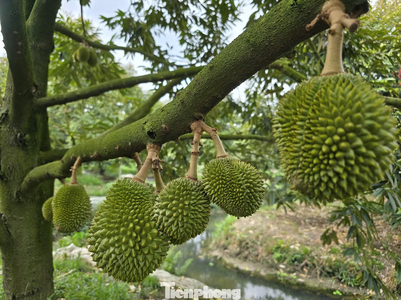 gia sau rieng anh 12