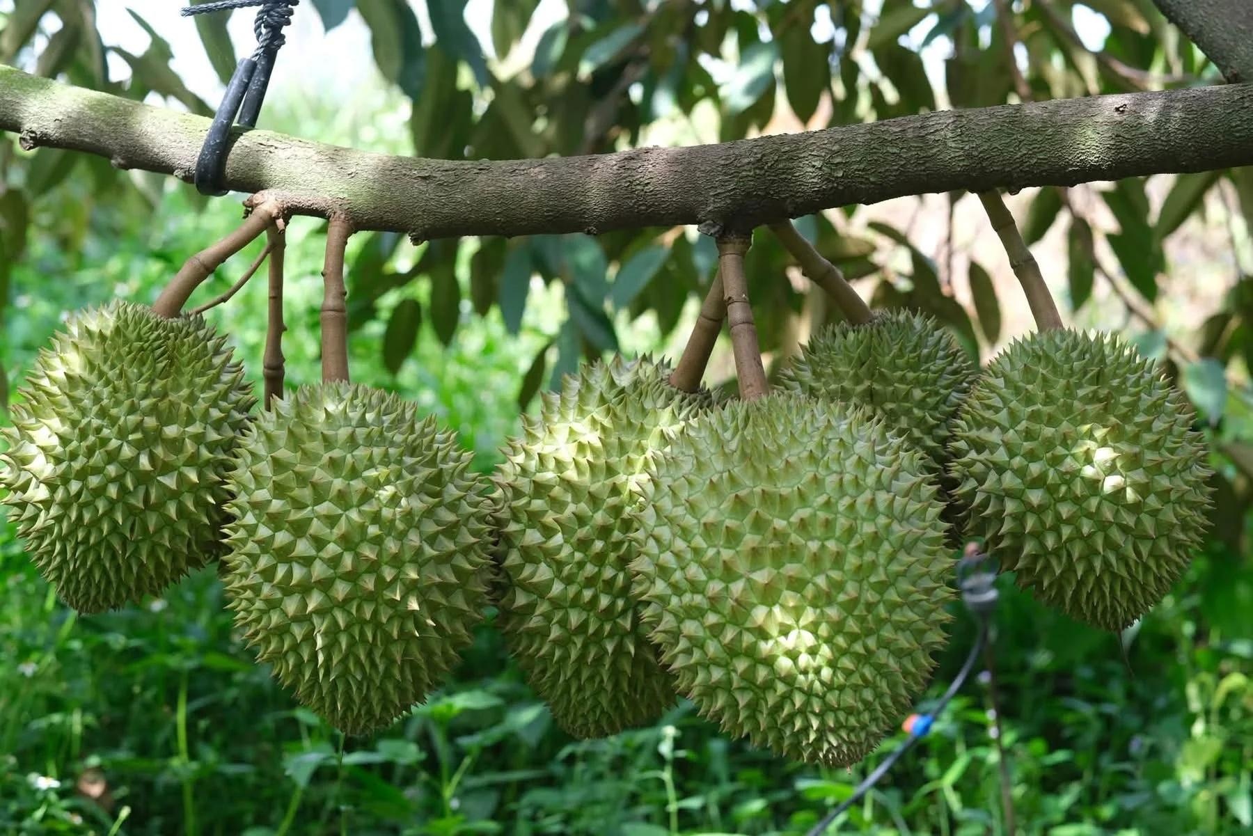 sầu ri&ecirc;ng ảnh 6