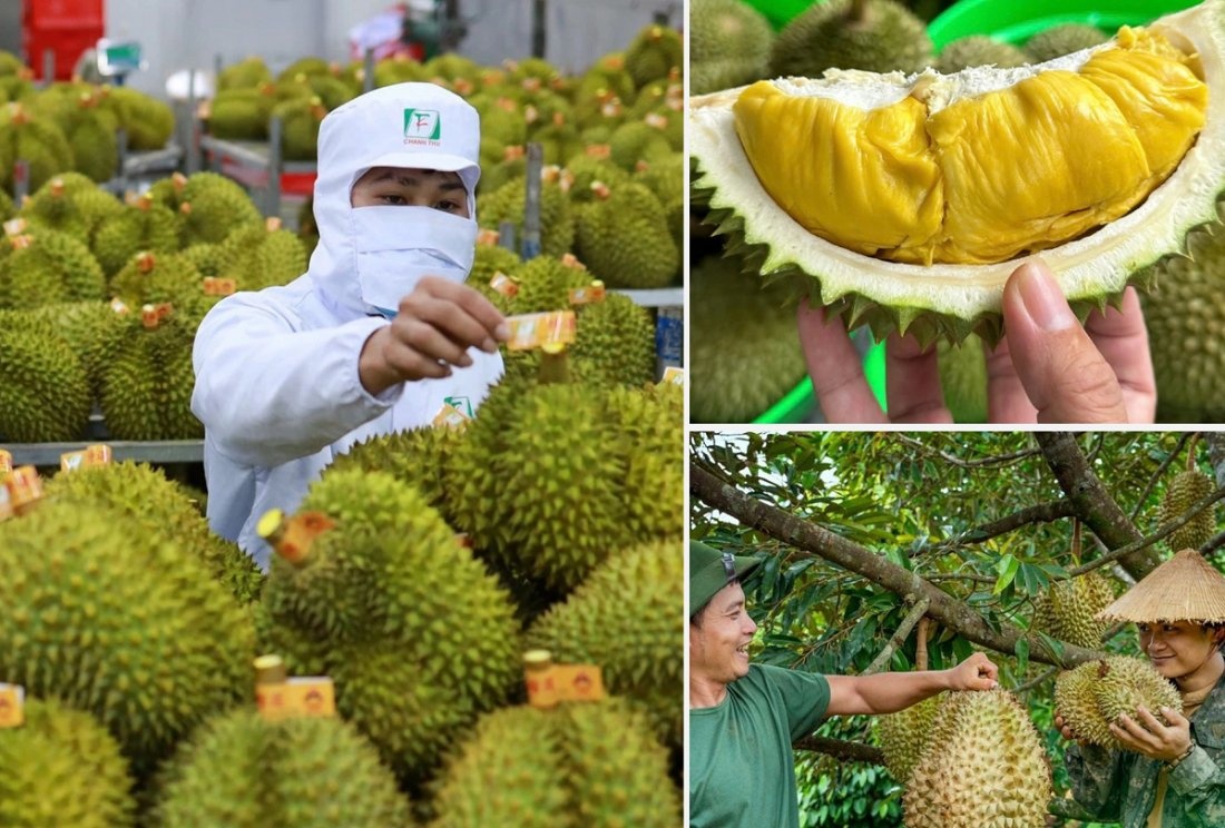 Không mở rộng diện tích sầu riêng; tập trung nâng cao chất lượng