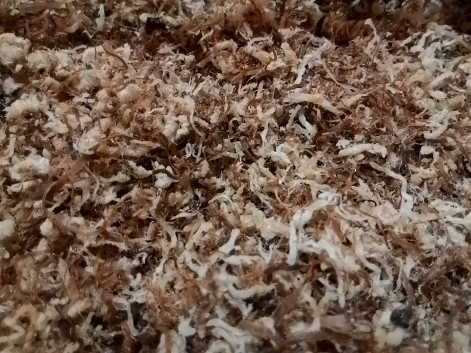 Chay hang chan nam huong lam ruoc mua chay thang 7 hinh anh