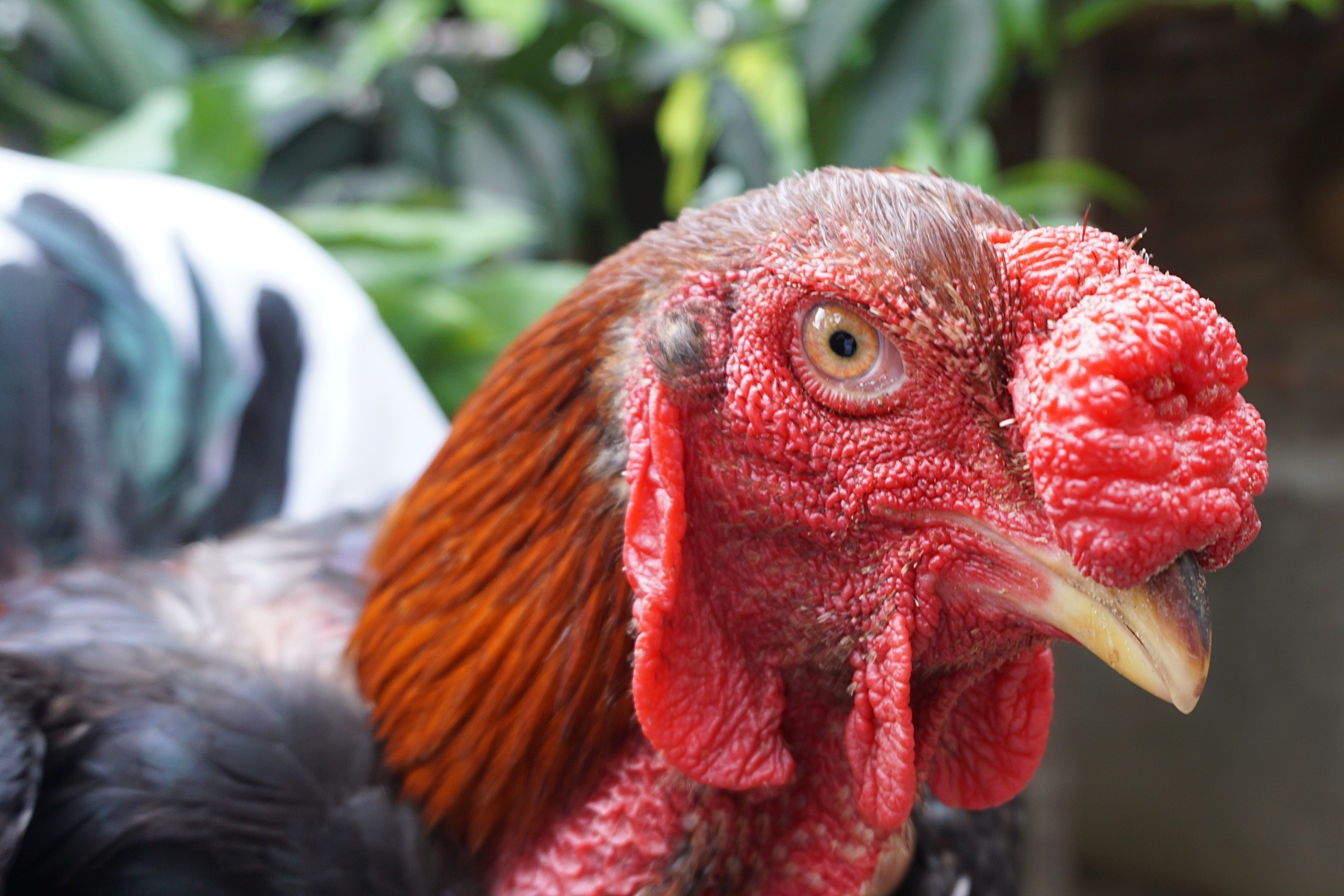 3 trieu dong/con ga tien vua, muon mua phai cho den Tet hinh anh