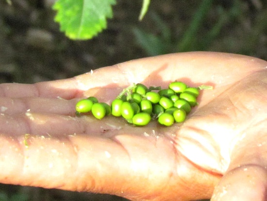 Lung suc khap nui rung mua hat kho sam hinh anh