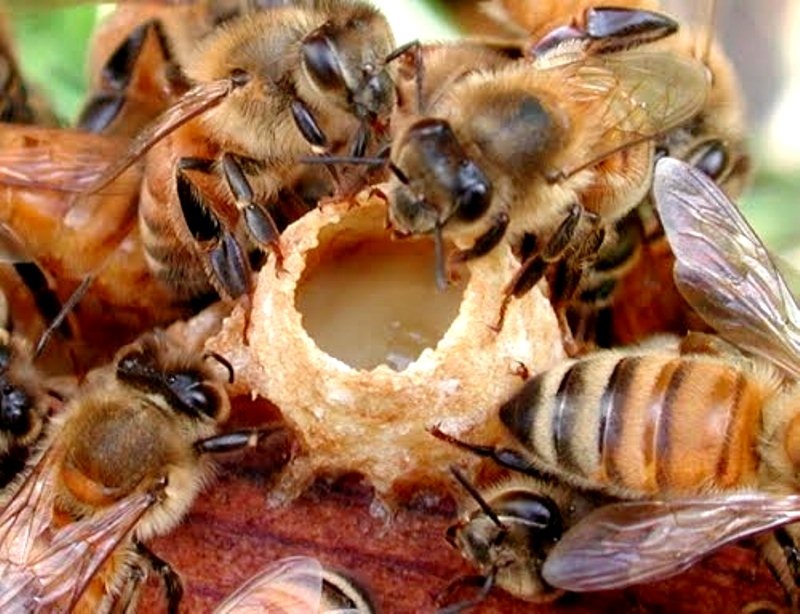 Vi sao sua ong chua lam trang da co nhieu muc gia? hinh anh