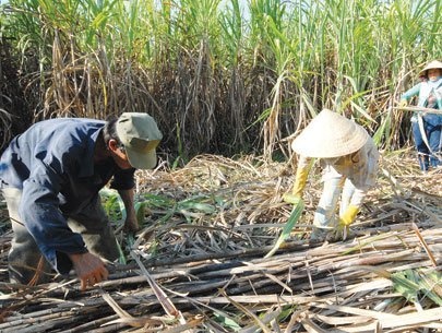 HAGL dua gan 7.000 lao dong sang Lao lam viec hinh anh