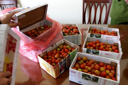 Mua dau tay Da Lat, mo hop ra toan... ca chua bi! hinh anh