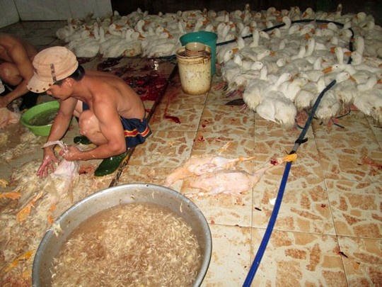 Chan duong vit 'ban' len ban cung hinh anh