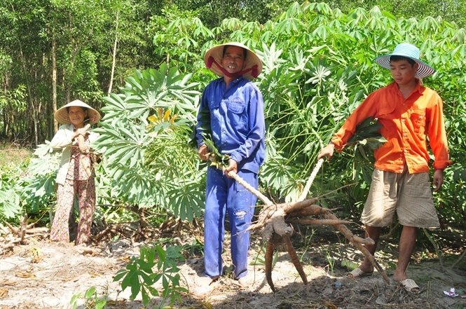Thua Thien - Hue: Nong dan ban thao san non hinh anh