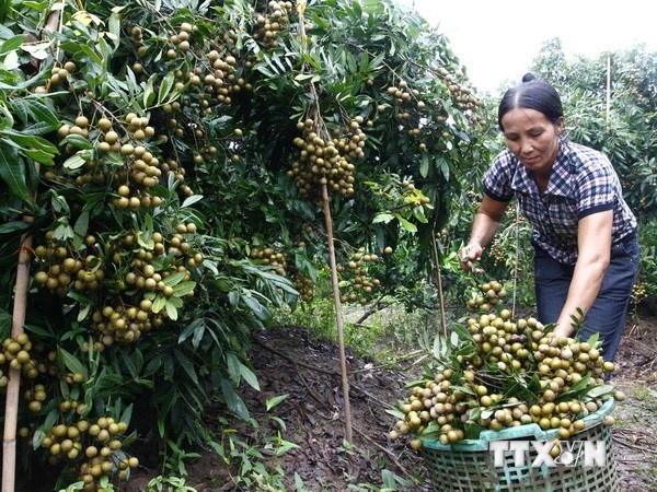 Nhan, vai Viet Nam di My can nhung gi? hinh anh