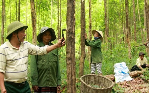 Ga 'dien' ben duyen voi boi loi hinh anh
