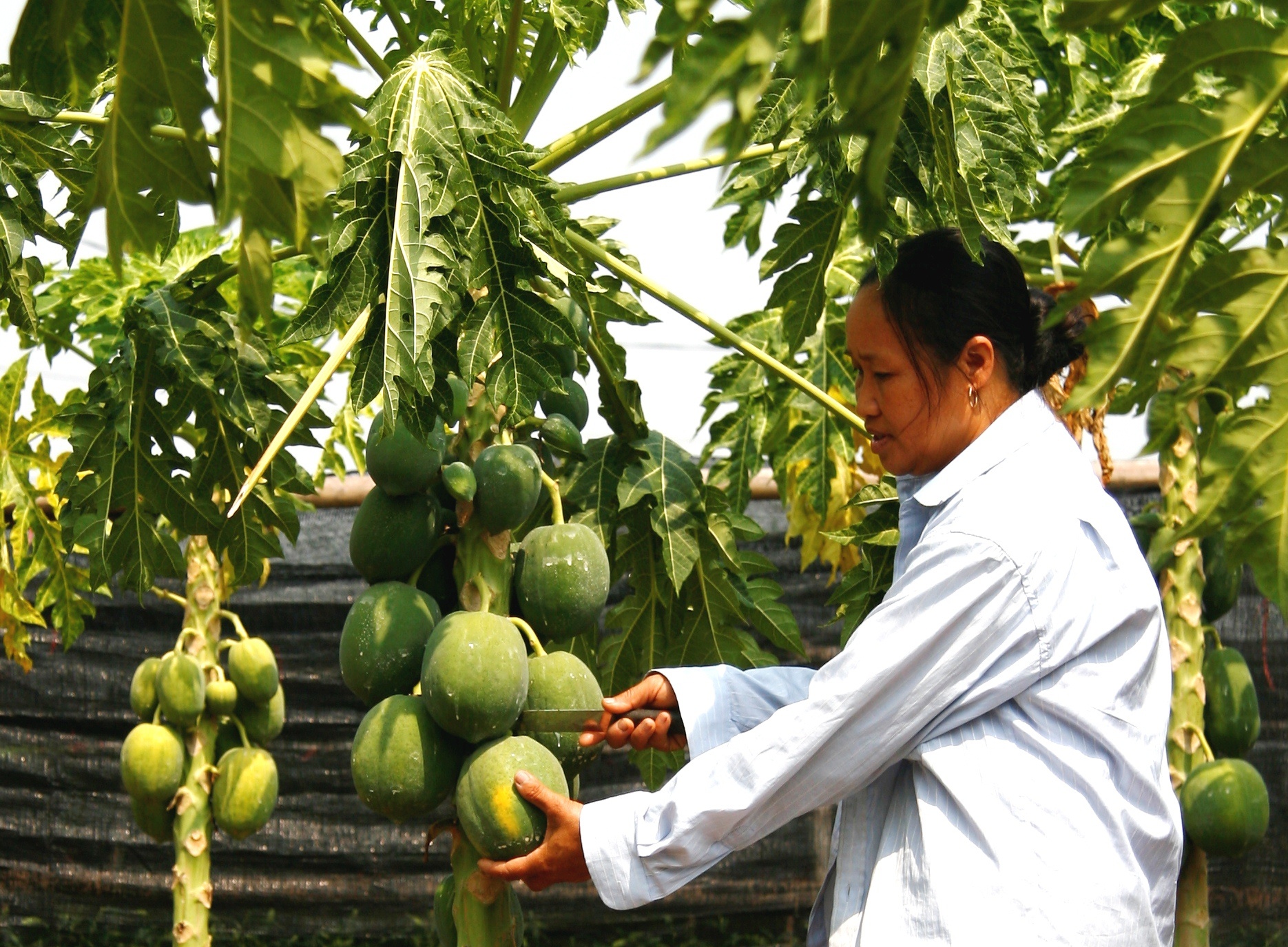 Tay chay hoa chat, lang du du hot bac nho u qua an toan hinh anh