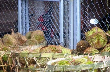 Thuong lai dua nhau mua sau rieng non ban sang Trung Quoc hinh anh