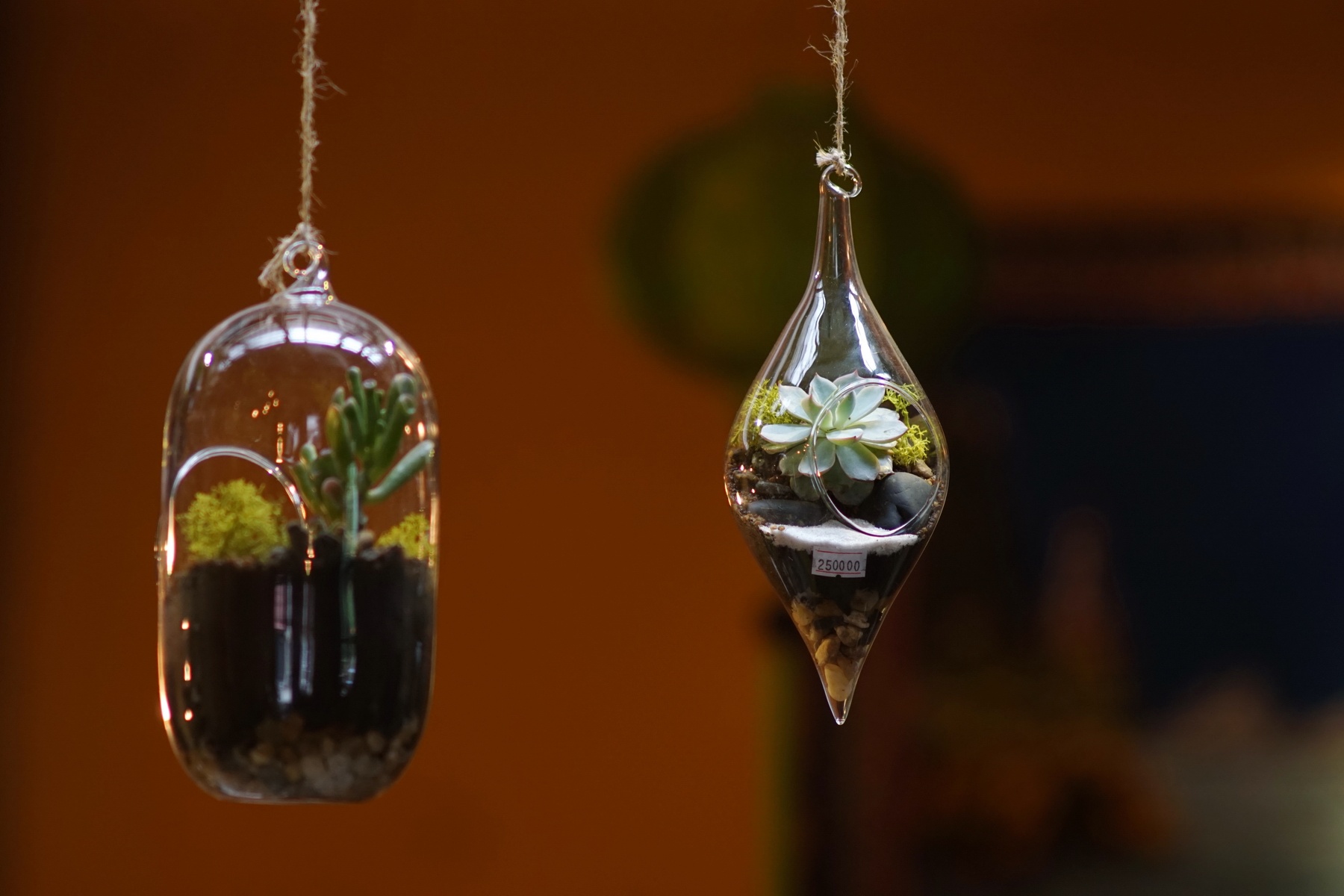 Quan nuoc hut khach nho cay sieu nho trong lo thuy tinh hinh anh