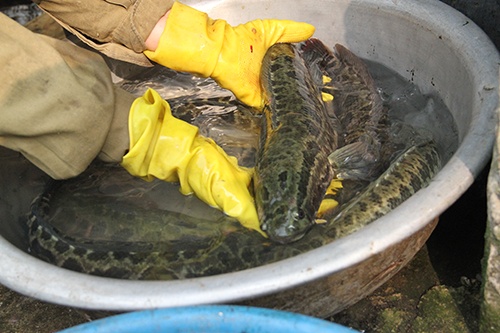 Ca tiem thuoc gay me doc hai the nao? hinh anh