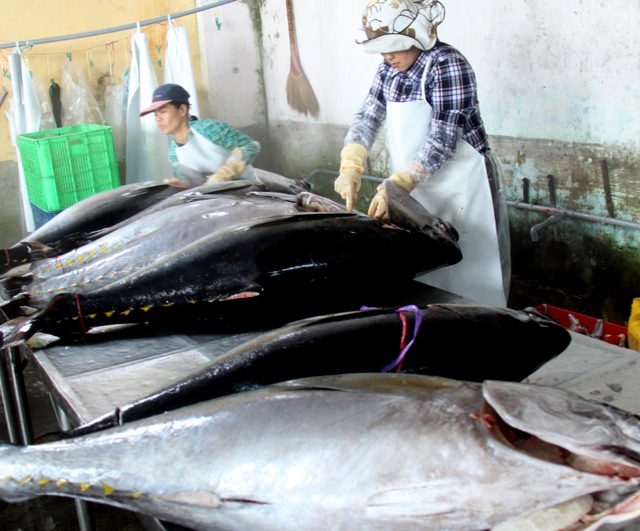 Cá ngừ đại dương ngư dân Phú Yên đánh bắt