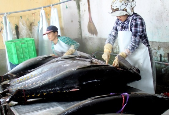 Ngu dan Phu Yen ra khoi gay me ca ngu dai duong hinh anh