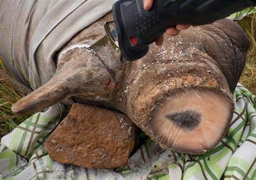 Cung dai gia vac tien ty di mua sung te giac hinh anh