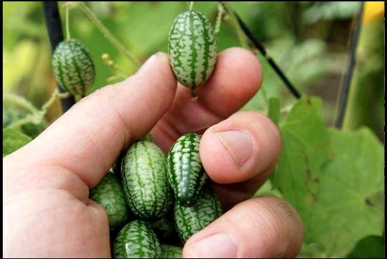 20.000 dong/hat giong dua hau ti hon hinh anh