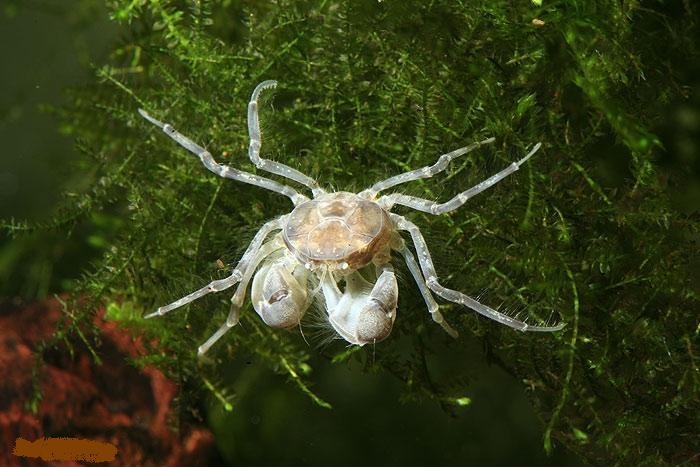 Cua nhen 50.000 dong/con, thu cung moi cua dan me thuy sinh hinh anh