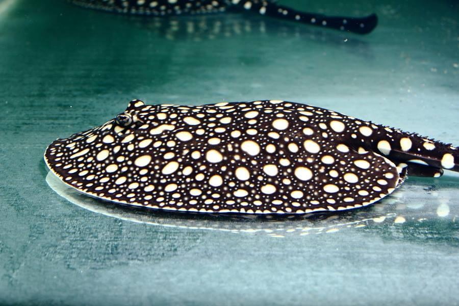 Trai sam canh tien ty cua chang luat su Ha thanh hinh anh