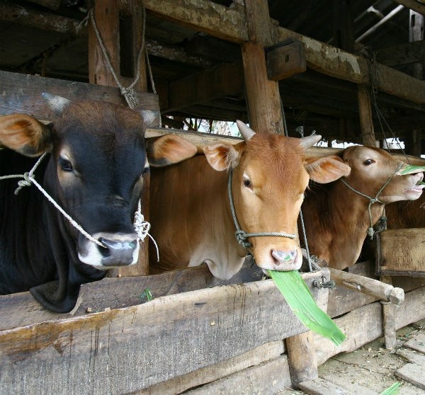 Ngam ngui ban bo cho Trung Quoc vi bo nhap tung hoanh hinh anh