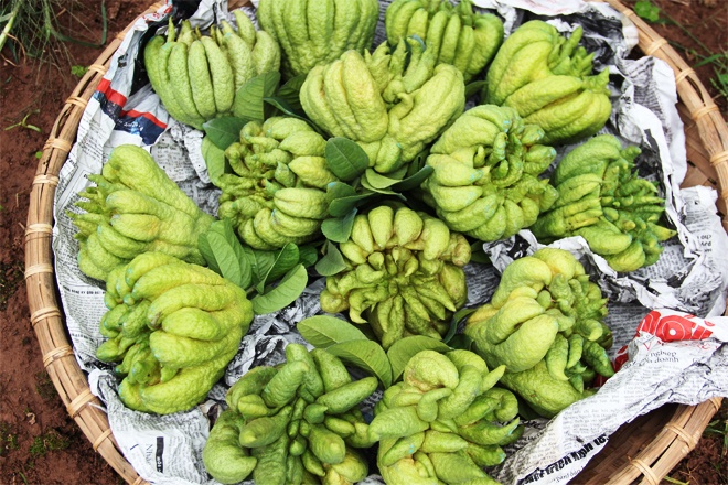 Những quả phật thủ này có giá bán tại vườn từ 30 000đ đến 70 000đ tùy theo kích thước và hình dáng của từng quả. 