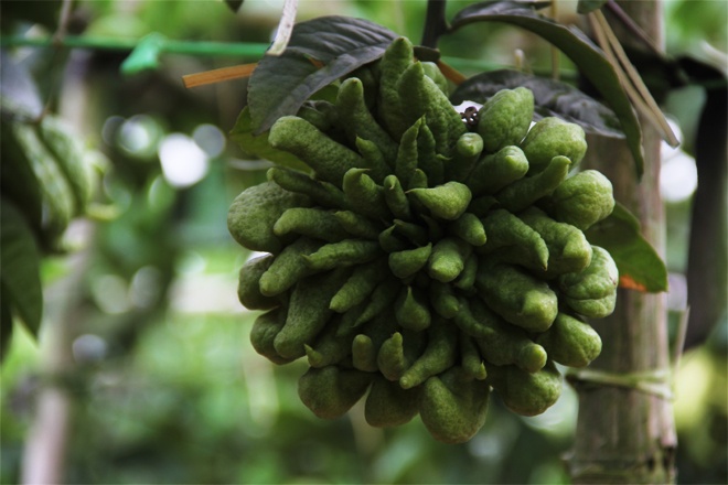   Quả phật thủ vẫn là niềm hy vọng lớn của người dân Đắc Sở. 