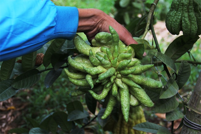 Quả phật thủ có hình thù càng 
