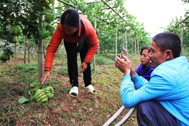   Tiểu thương tự tay chọn từng quả phật thủ trong vườn.  