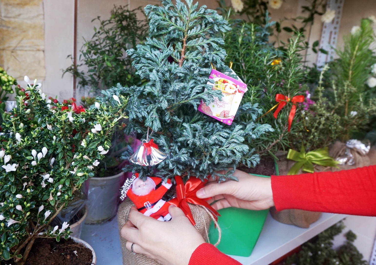 Cay Noel mini, co mui thom duoc chuong trong mua Giang sinh hinh anh