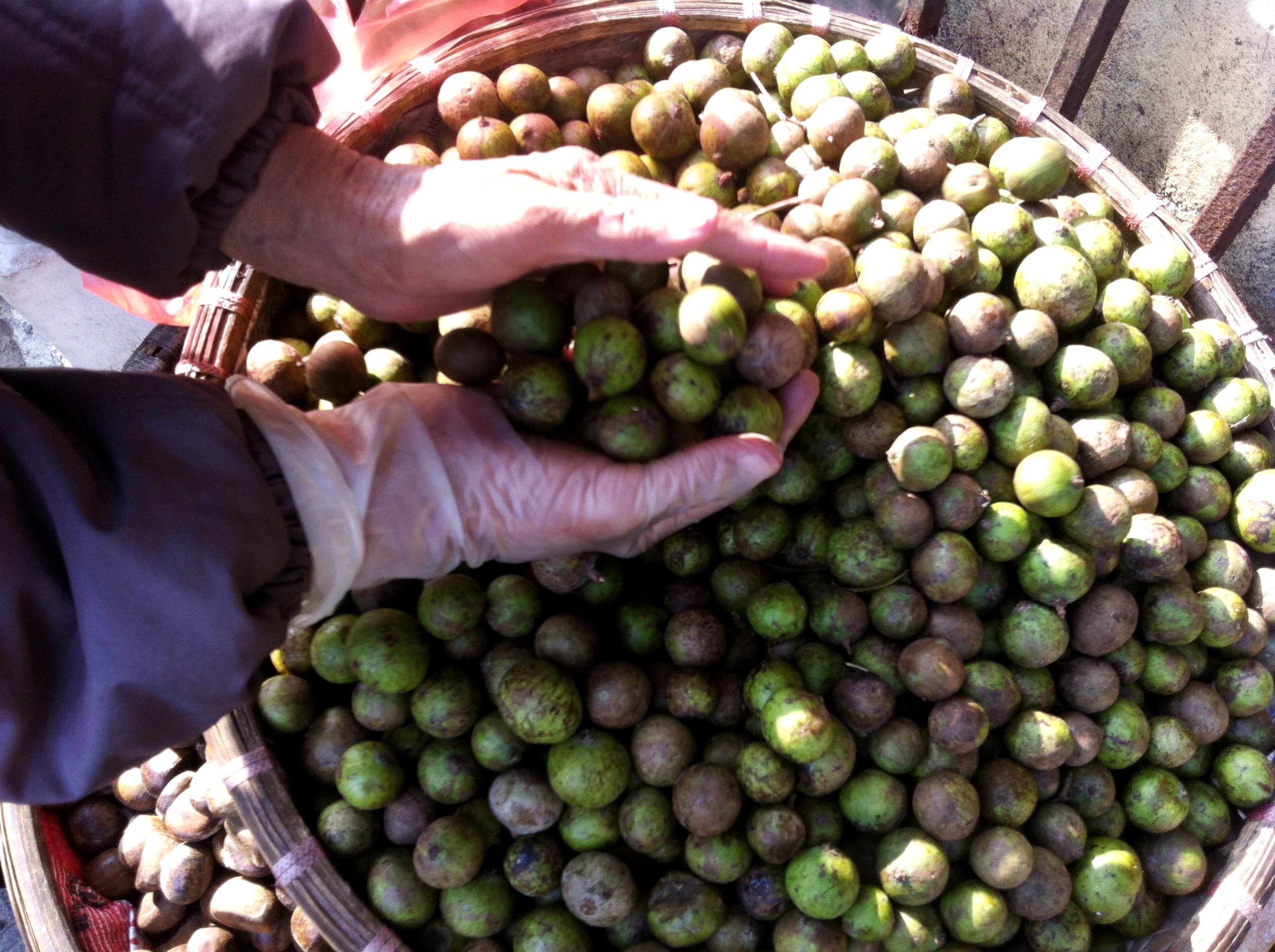 Sau non trai vu gia 100.000 dong/kg tai Ha Noi hinh anh