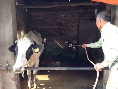 Gia thu mua sua tuoi o Viet Nam dat nhat the gioi? hinh anh