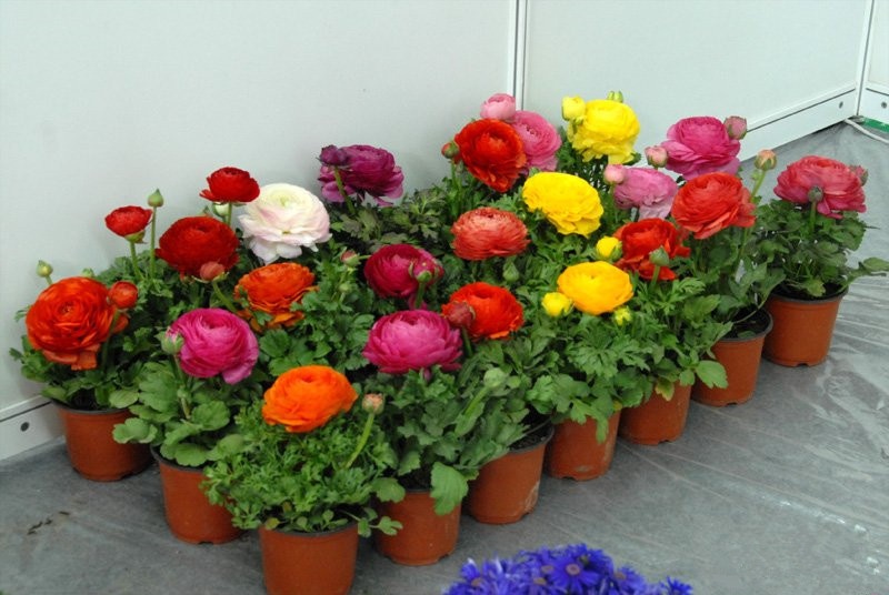 Cay doc chung Tet: Mao luong nhap ngoai trong trong chau hinh anh