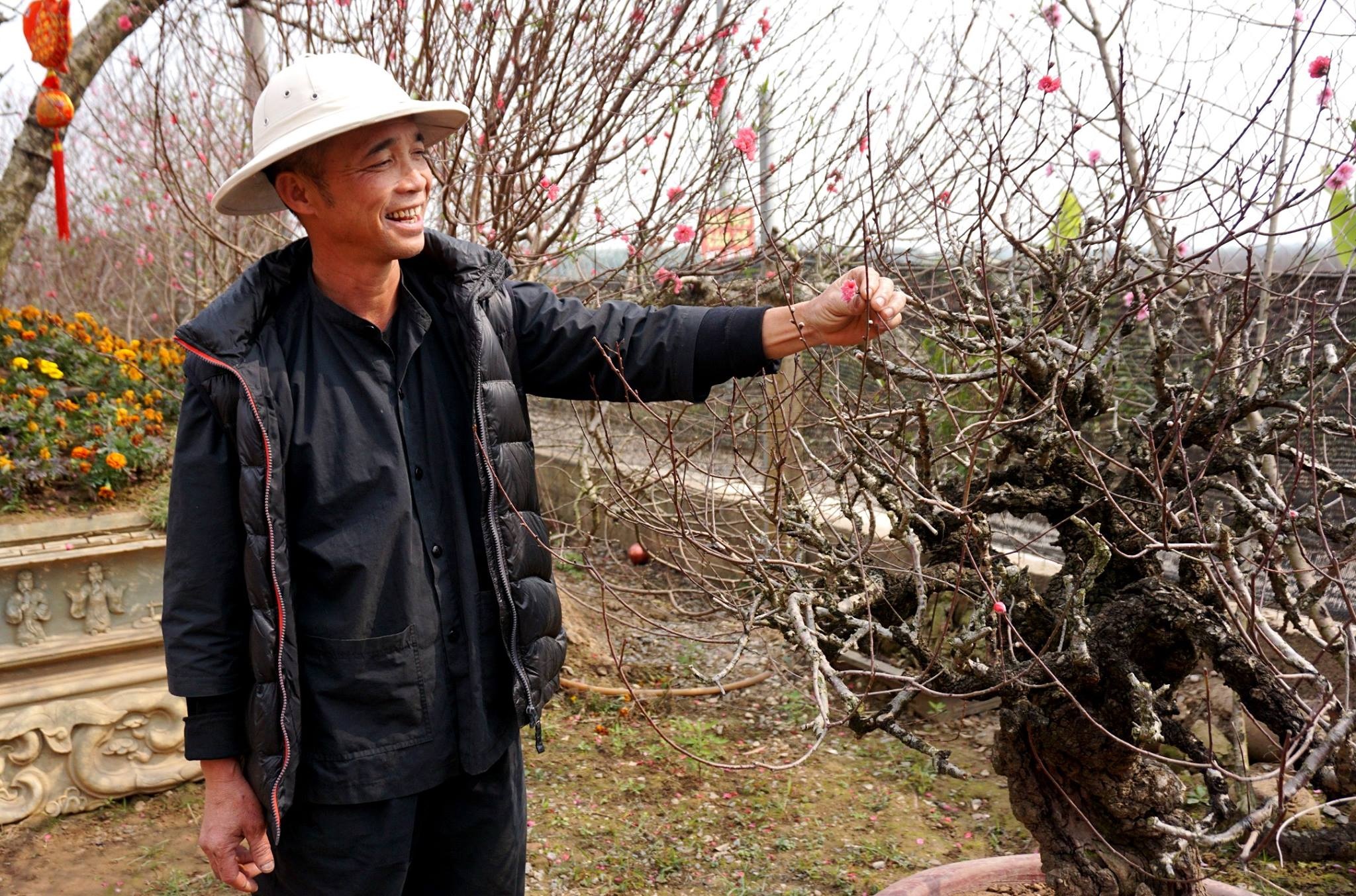Vuon dao goc co rot tien ty, thu bac cac cua lao nong Ha Noi hinh anh