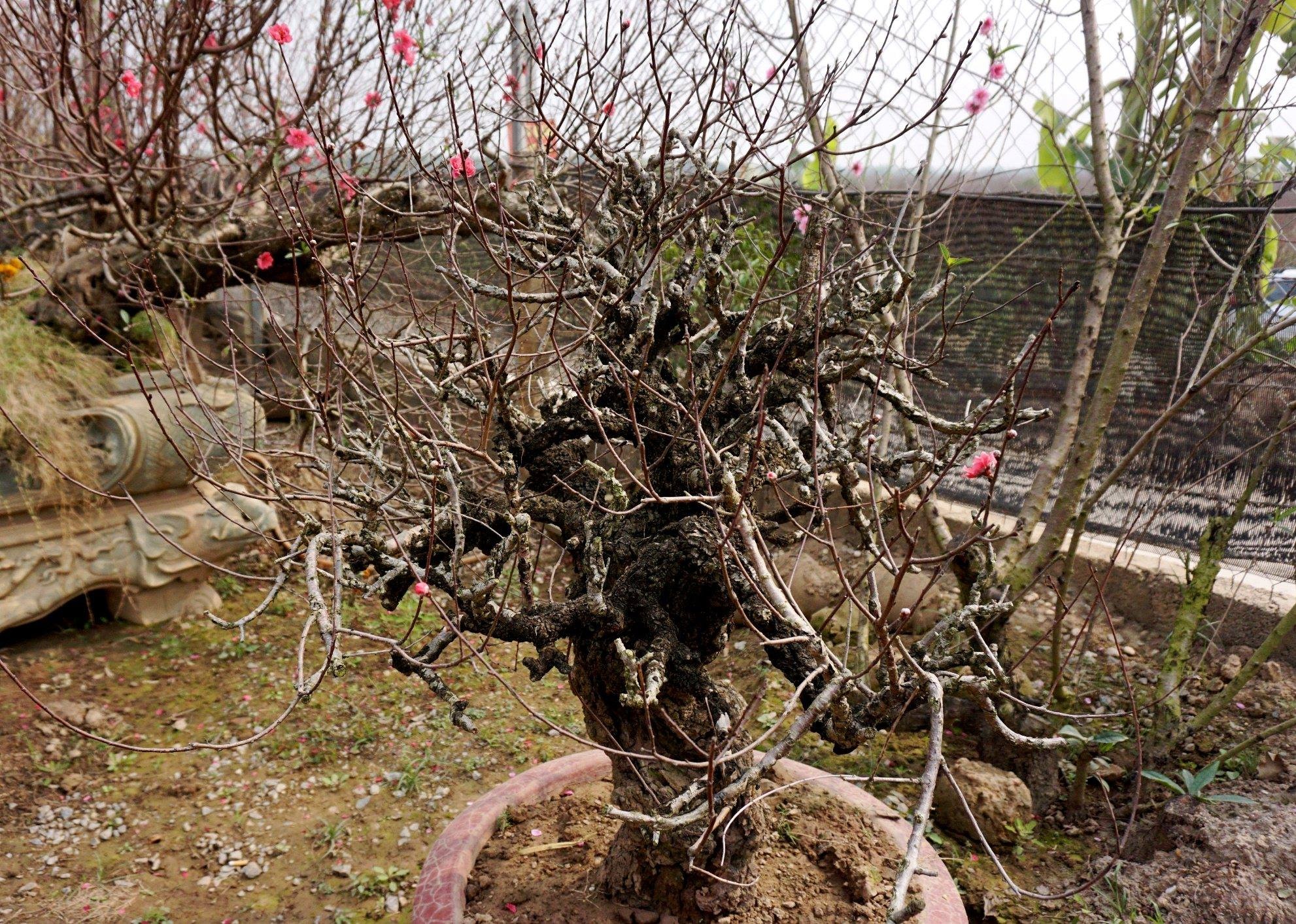 Cay doc chung Tet: Goc dao hinh chu S co mot khong hai hinh anh