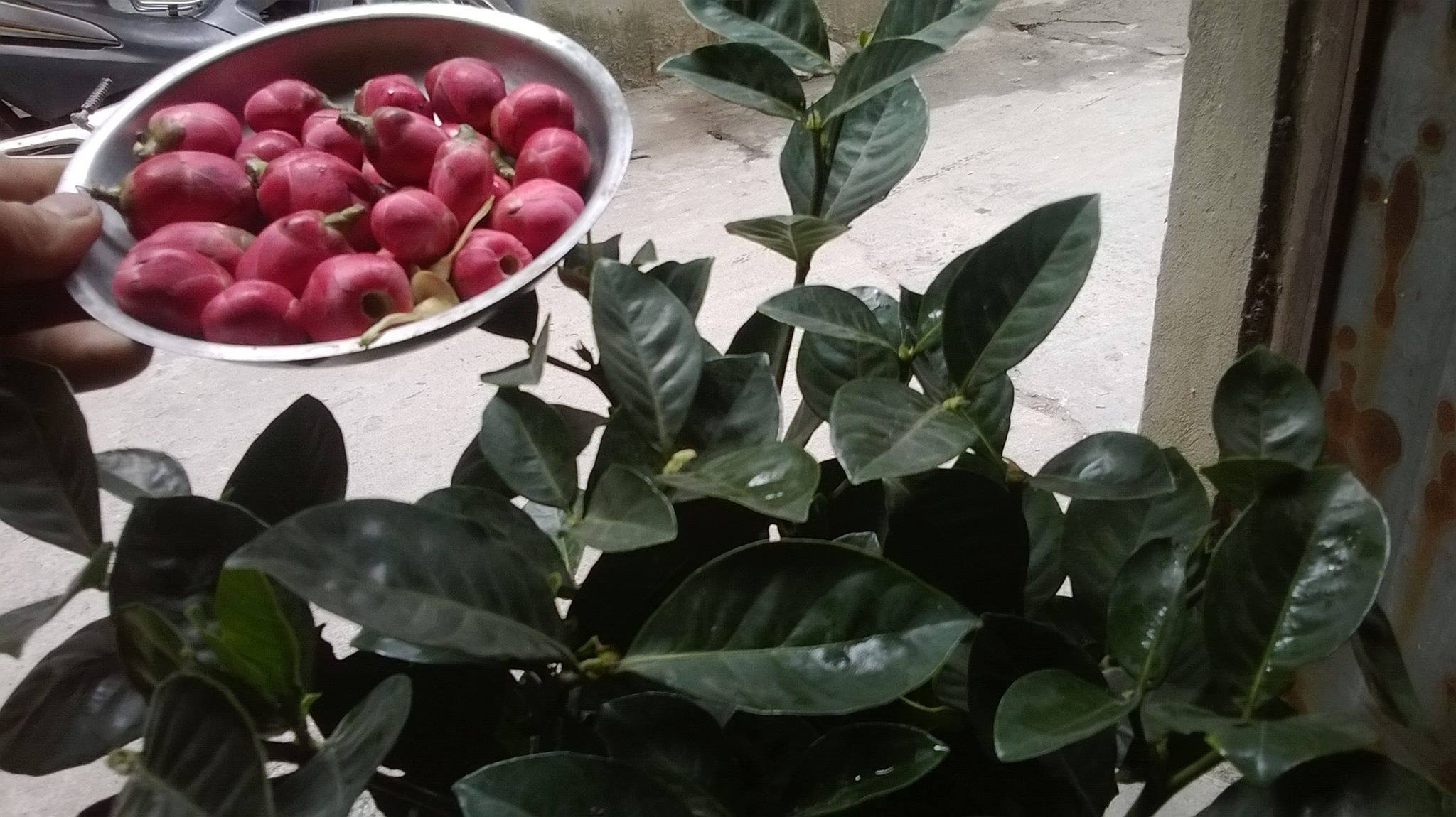 Cay canh gan bang nhua, dinh tai xuat dip gan Tet hinh anh